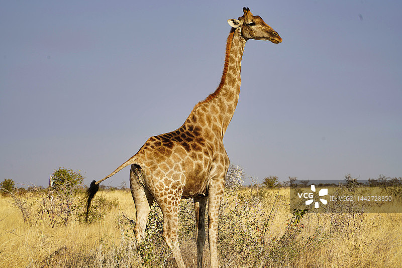 野外动物长颈鹿图片素材