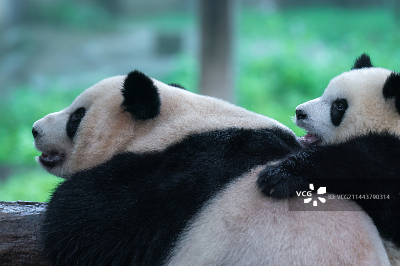 大熊猫吃竹子玩耍 重庆动物园图片素材