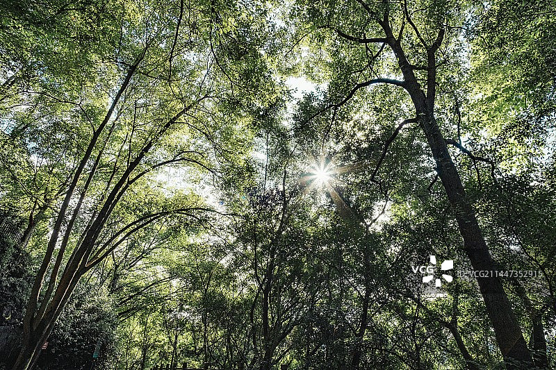 阳光透过森林图片素材