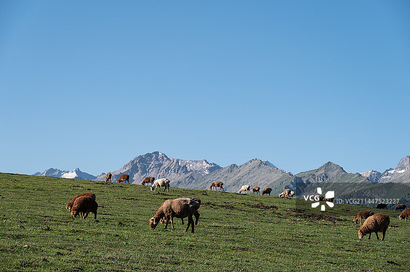 琼库什台的羊群和牛群图片素材
