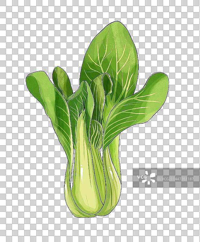 春分节气蔬菜小白菜插画免扣元素图片素材