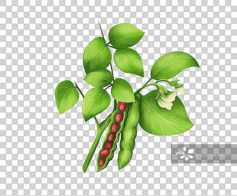 手绘插画成熟饱满的红豆植株免抠素材图片素材
