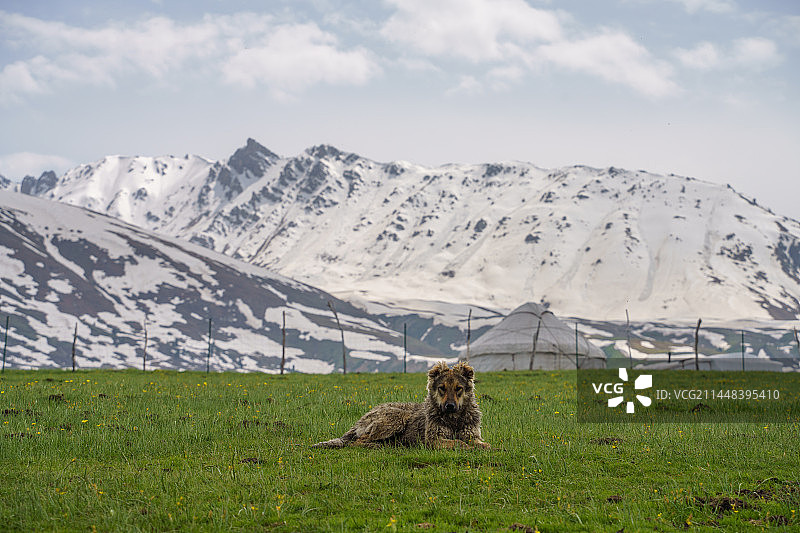 新疆伊利唐布拉草原仙女湖的狗子和雪山图片素材