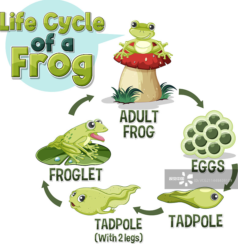 青蛙生命周期图图片素材