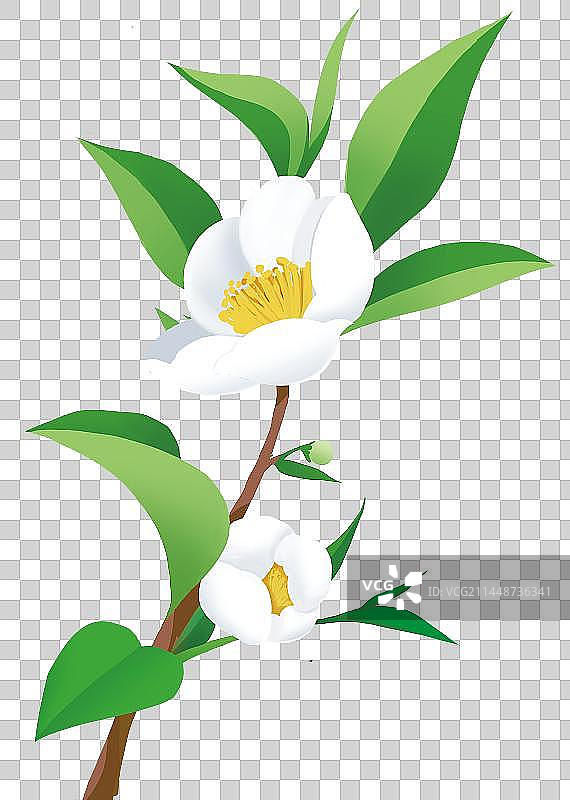 绿色植物栀子花山茶花插画图片素材