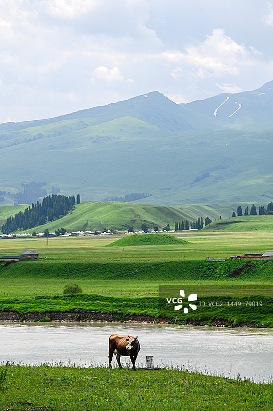 六月新疆唐布拉草原百里画廊拍摄河边的牛图片素材
