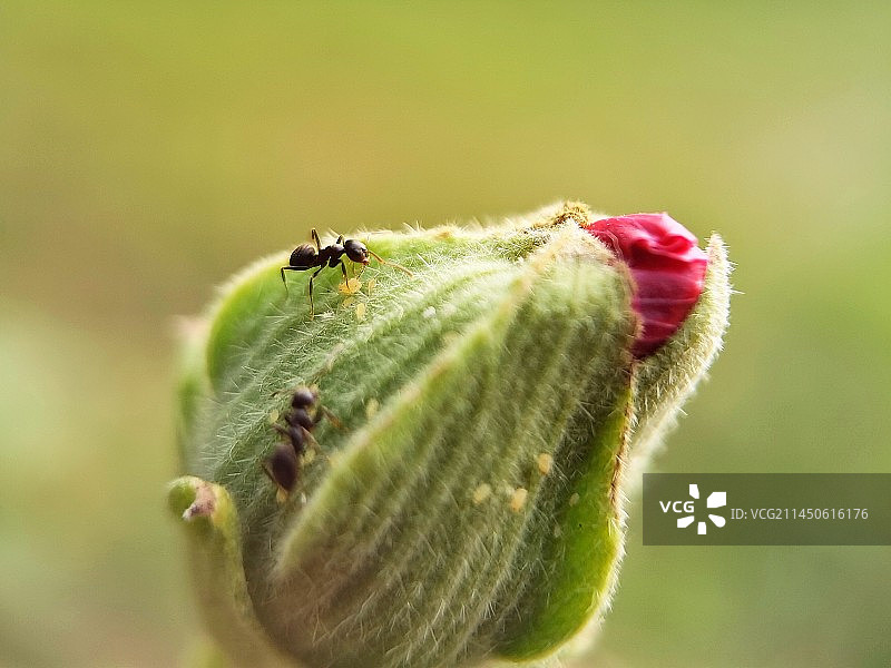 花苞上的小蚂蚁图片素材