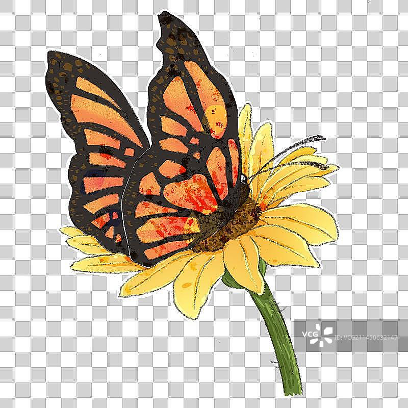 蝴蝶插画图片素材
