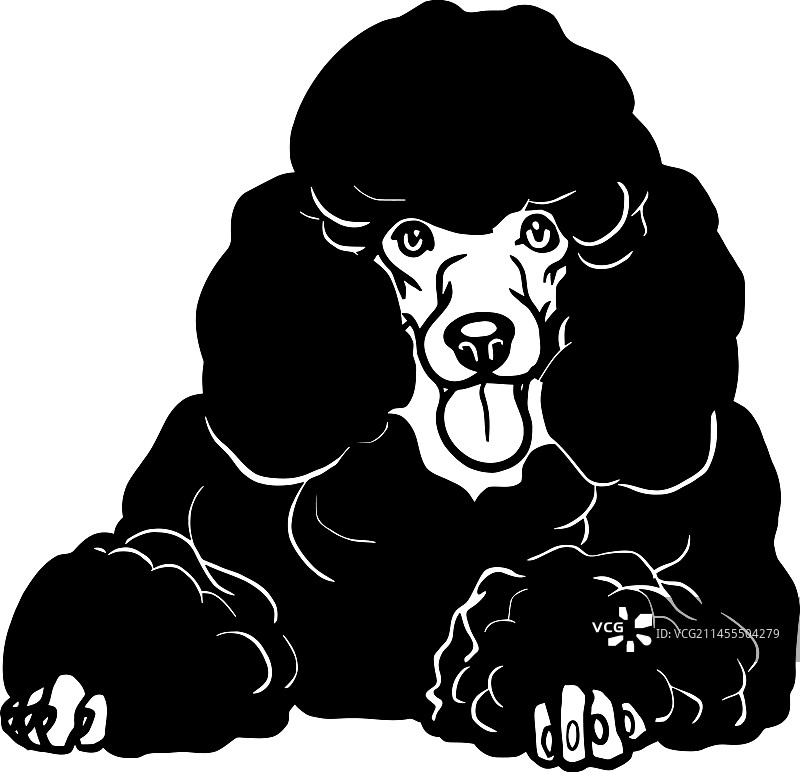 长卷毛犬——孤立的卧犬种图片素材