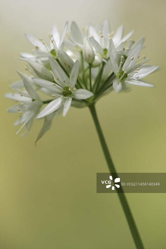 野生大蒜花(Allium ursinum)，兰森特写，比利时，欧洲图片素材