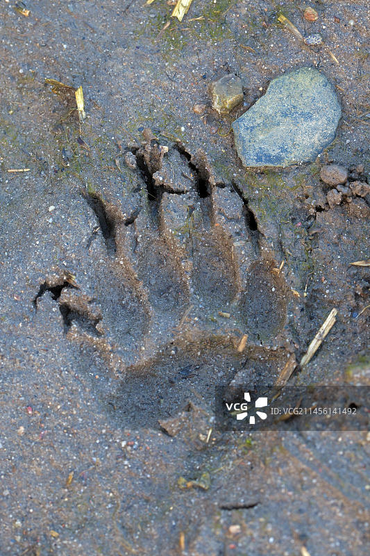 欧洲獾(Meles Meles)后腿在泥中的脚印图片素材