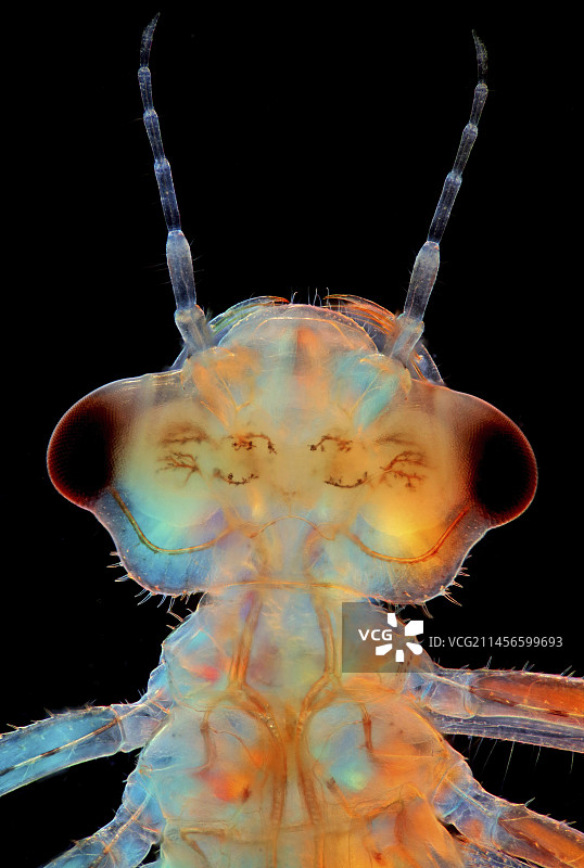 豆娘幼虫，光学显微照片图片素材