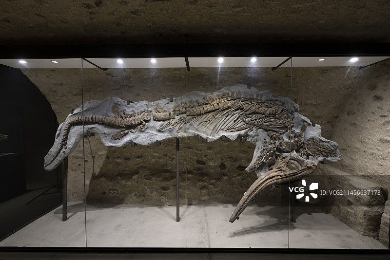 来自普罗旺斯阿尔bian的大型鱼龙(鸭嘴龙科)标本，无疑是白垩纪时期发现的最完整的标本之一。Luc Ebbo系列。Paleogalerie Salignac。Ebbo还收藏图片素材