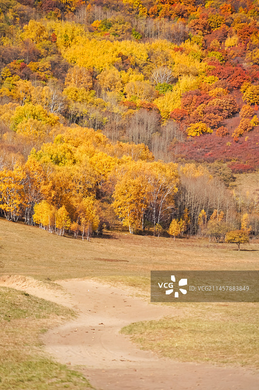 乌兰布统秋天草原上金色阳光的白桦林风光图片素材