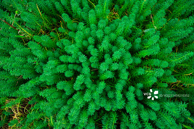 粉绿狐尾藻图片素材