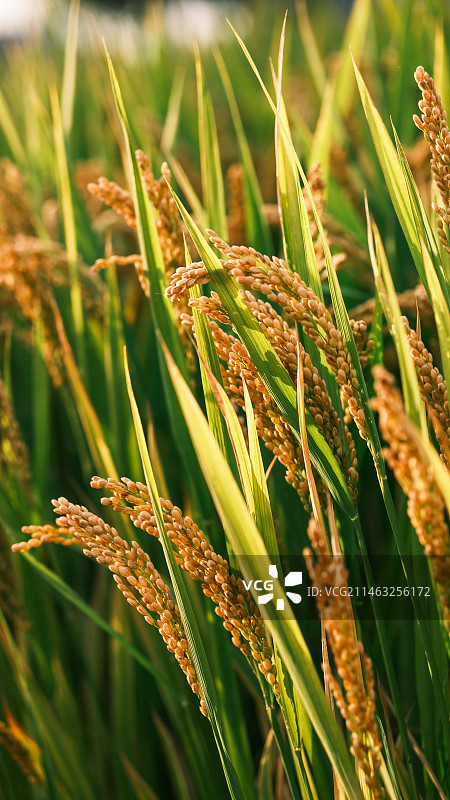 秋天水稻丰收稻穗阳光图片素材