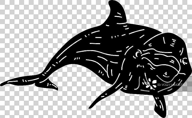 海豚鳍尾游泳的剪影图片素材