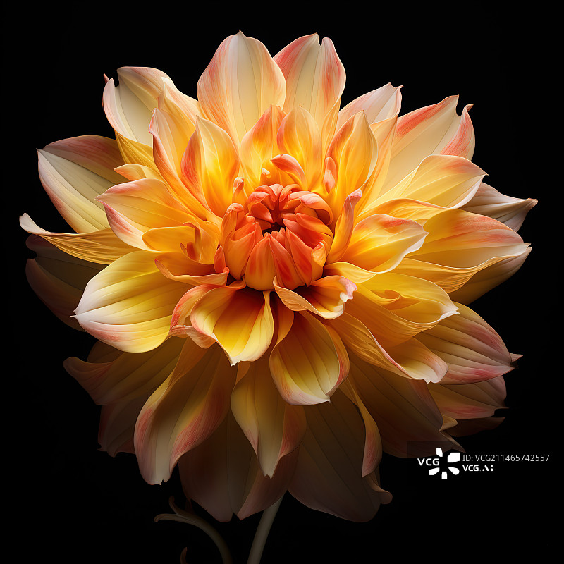 【AI数字艺术】黑色背景下橙色花朵的特写镜头图片素材