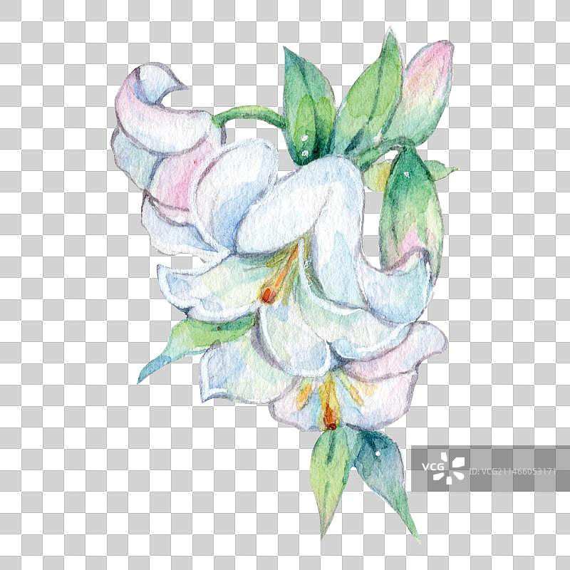 水彩手绘清新美丽的清纯白色铃兰小花鲜花自然风光图片素材