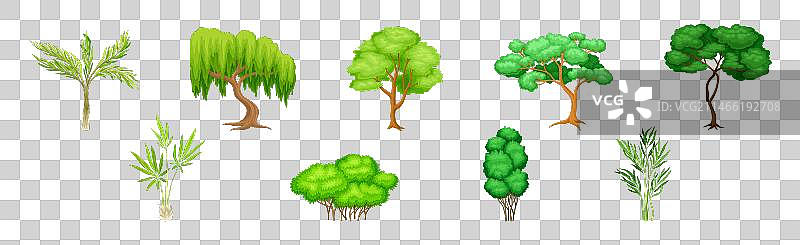 不同的树，树干和绿色的树冠图片素材