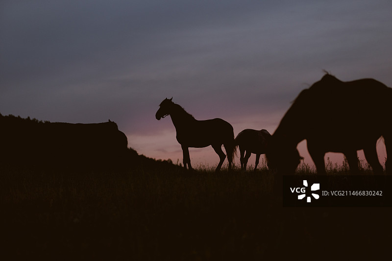 日落时，站在田野上的马的剪影映衬着天空图片素材