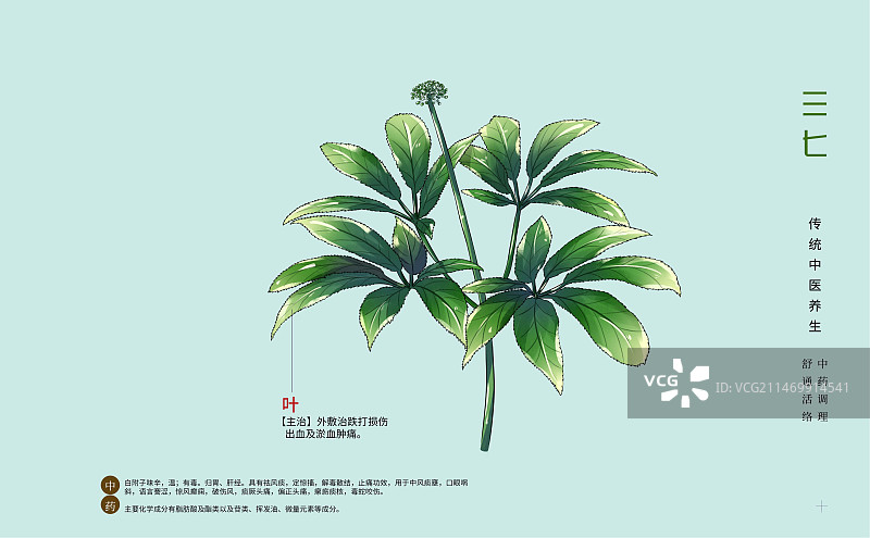 手绘中草药三七特写植物插画横版版式设计海报图片素材