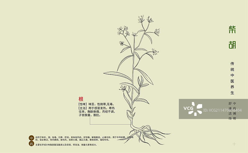 手绘中草药柴胡特写植物插画横版版式设计海报图片素材