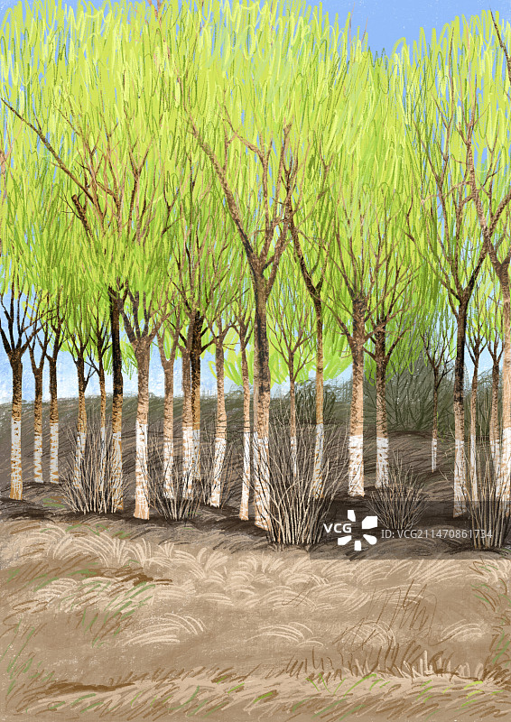唯美背景元素 公园里的柳树发芽了图片素材