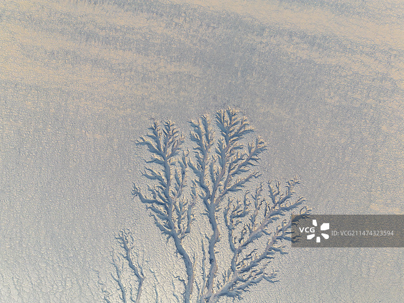 冬季日出时分，浙江省海宁市钱塘江潮汐树，退潮后的大地之树图片素材