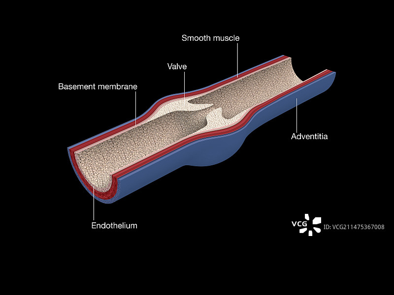 静脉瓣膜，图示图片素材