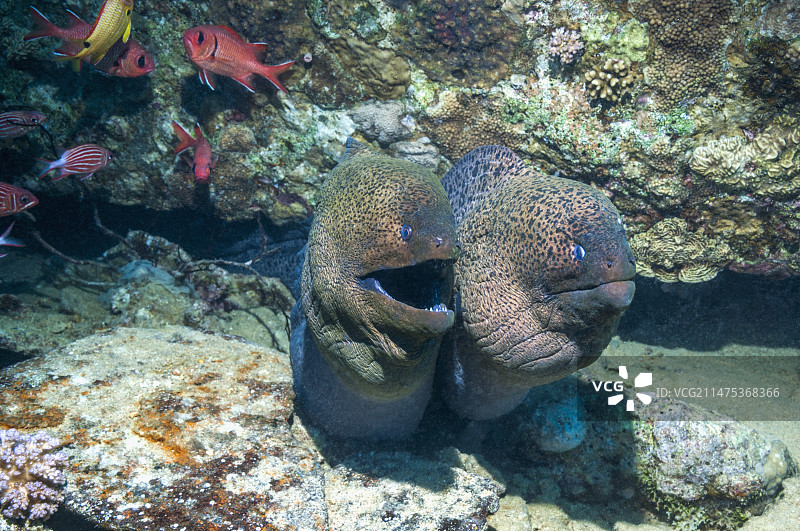珊瑚礁上的巨型海鳗图片素材