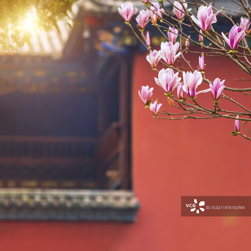 中国云南昆明西山公园的千年古刹华亭寺花园盛开的玉兰花图片素材