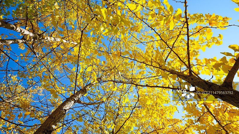 唯美树木树林白果树阳光银杏树叶森林图片素材