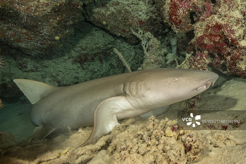护士鲨(Nebrius ferrugineus)躺在小洞穴里，靠胸鳍抬起上半身，太平洋，雅浦岛，雅浦州，加罗林群岛，FSM，密克罗尼西亚联邦，澳大利亚，大洋洲图片素材