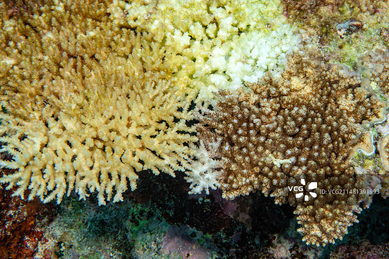 从上图左看珊瑚白化后死亡的风信子表珊瑚(Acropora hyacinthus)风信子表珊瑚旁边是健康完整的硬珊瑚表珊瑚(Acropora)，太平洋图片素材