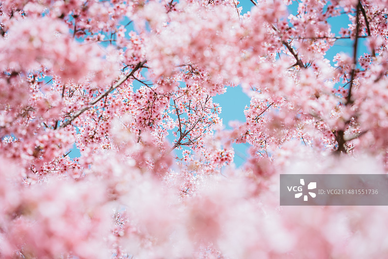 春日阳光粉色樱花盛开蓝天小清新图片素材