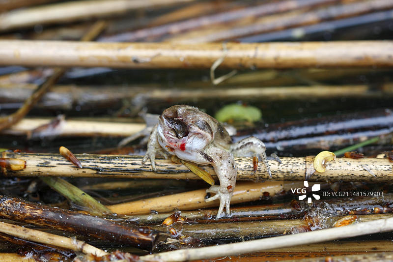 欧洲德国梅克伦堡-西波美拉尼亚穆埃里茨国家公园，一只被草蛇袭击后无头的青蛙(Natrix Natrix)，在这个过程中，青蛙从草蛇的嘴里挣脱出来，并撕下了自己的头图片素材