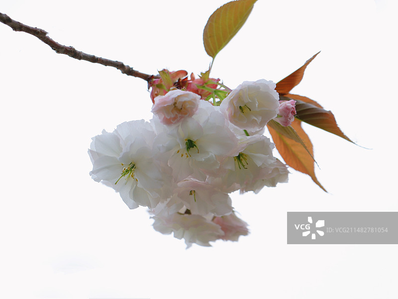 白樱花图片素材