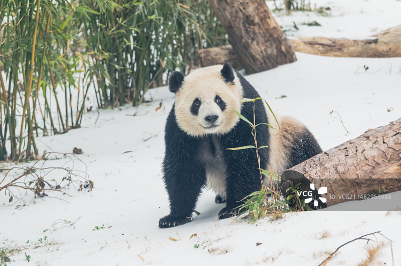 武汉动物园可爱的大熊猫图片素材