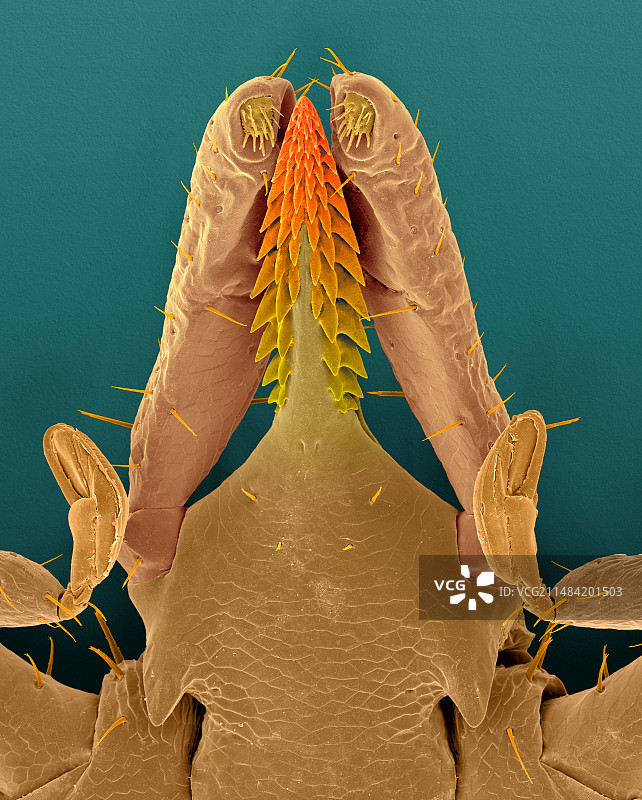 鹿蜱头(肩胛骨蜱)，扫描电镜图片素材