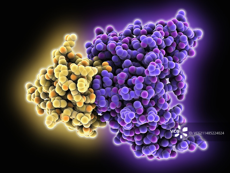 登革病毒蛋白和抗体图片素材