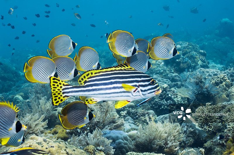 热带珊瑚鱼图片素材
