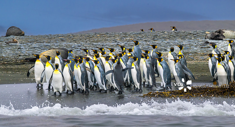 南极王企鹅图片素材