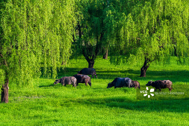 草地上的一群水牛，江苏南京六合图片素材