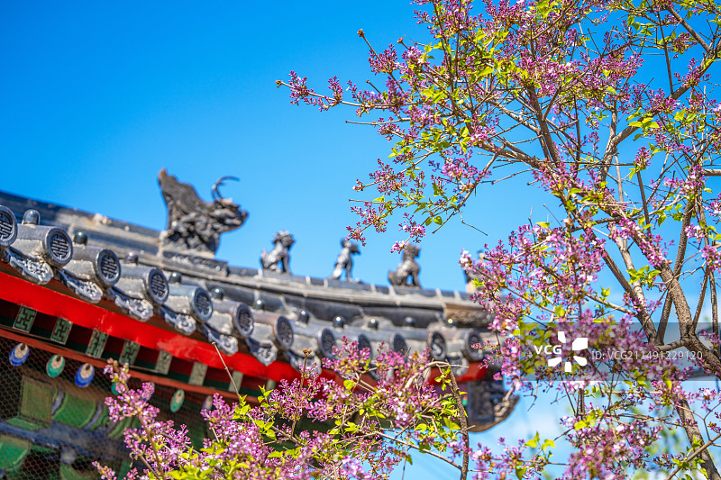 春天北京智化寺鼓楼屋檐角兽与含苞待放的紫色丁香花图片素材