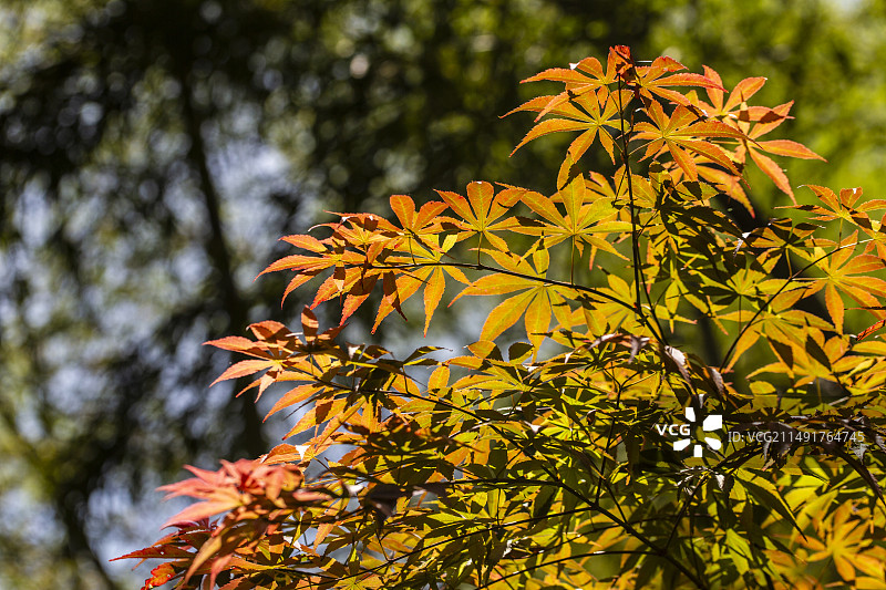 阳光下翠绿竹林前面绯红色的鸡爪槭树叶图片素材