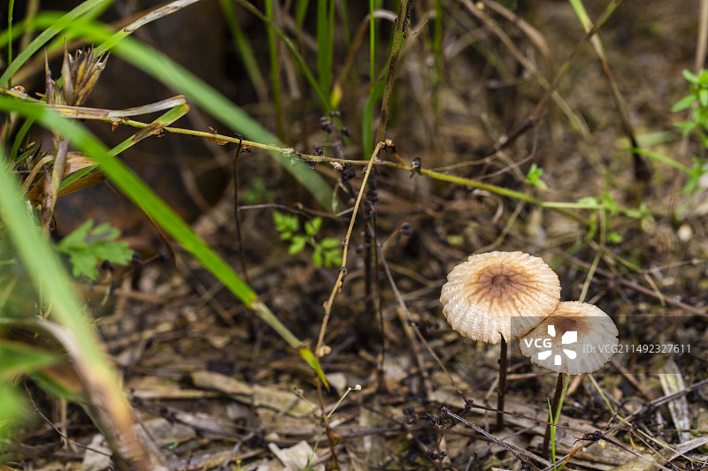 路边学名叫硬柄小皮伞的野蘑菇图片素材
