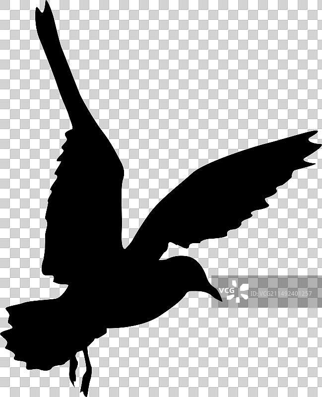白色背景上的海鸥剪影图片素材