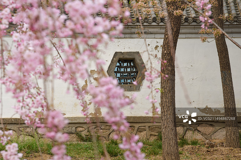 北京玉渊潭公园春天山樱花与仿古建筑窗棂图片素材
