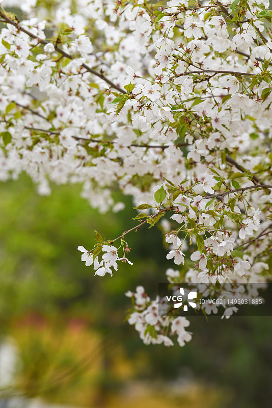 北京玉渊潭公园春天白色大岛樱花簇全景图片素材